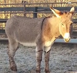 Foster donkey (spring 2015) - Working on getting him gentle. 